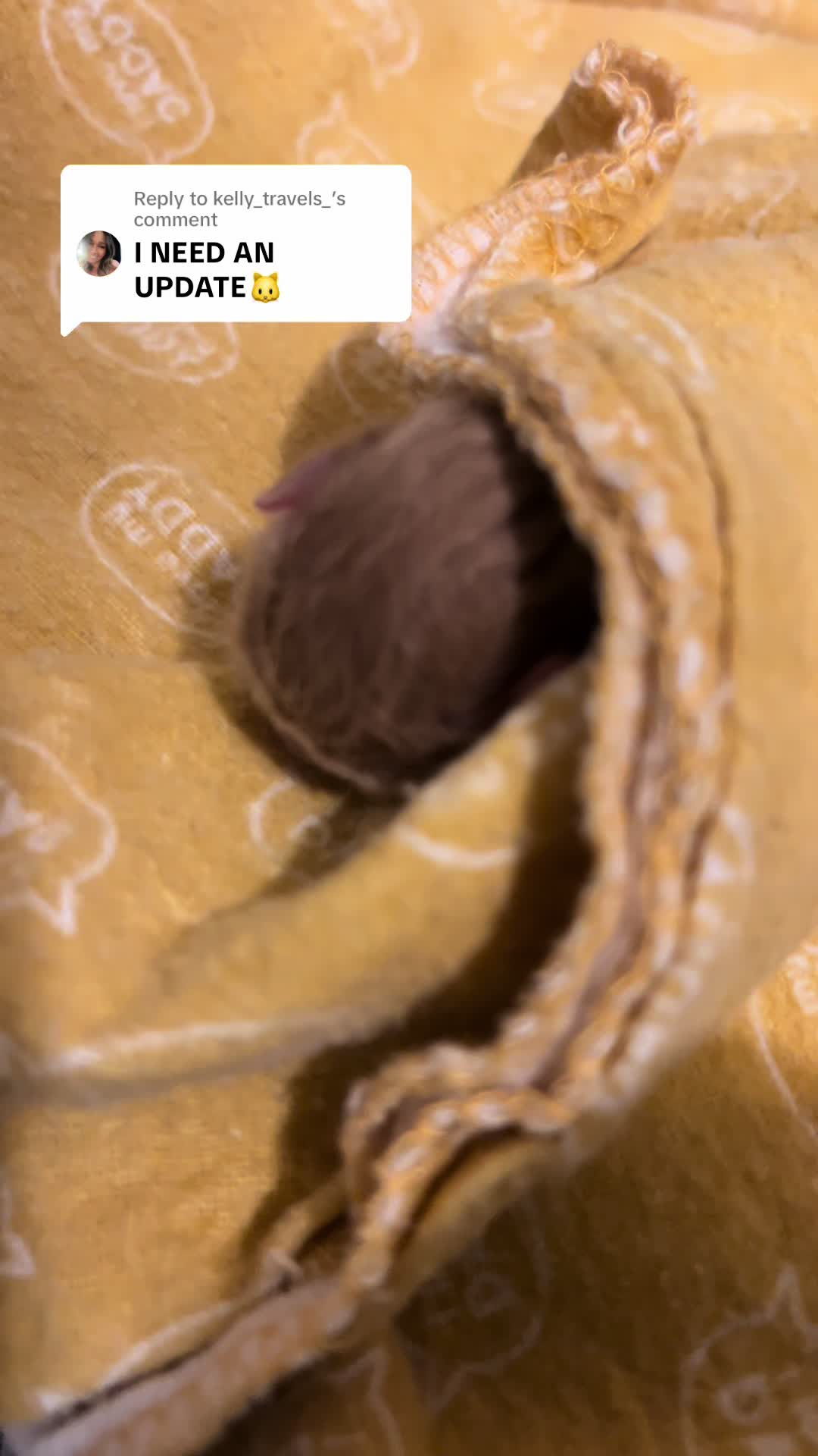 @Kitten.mama