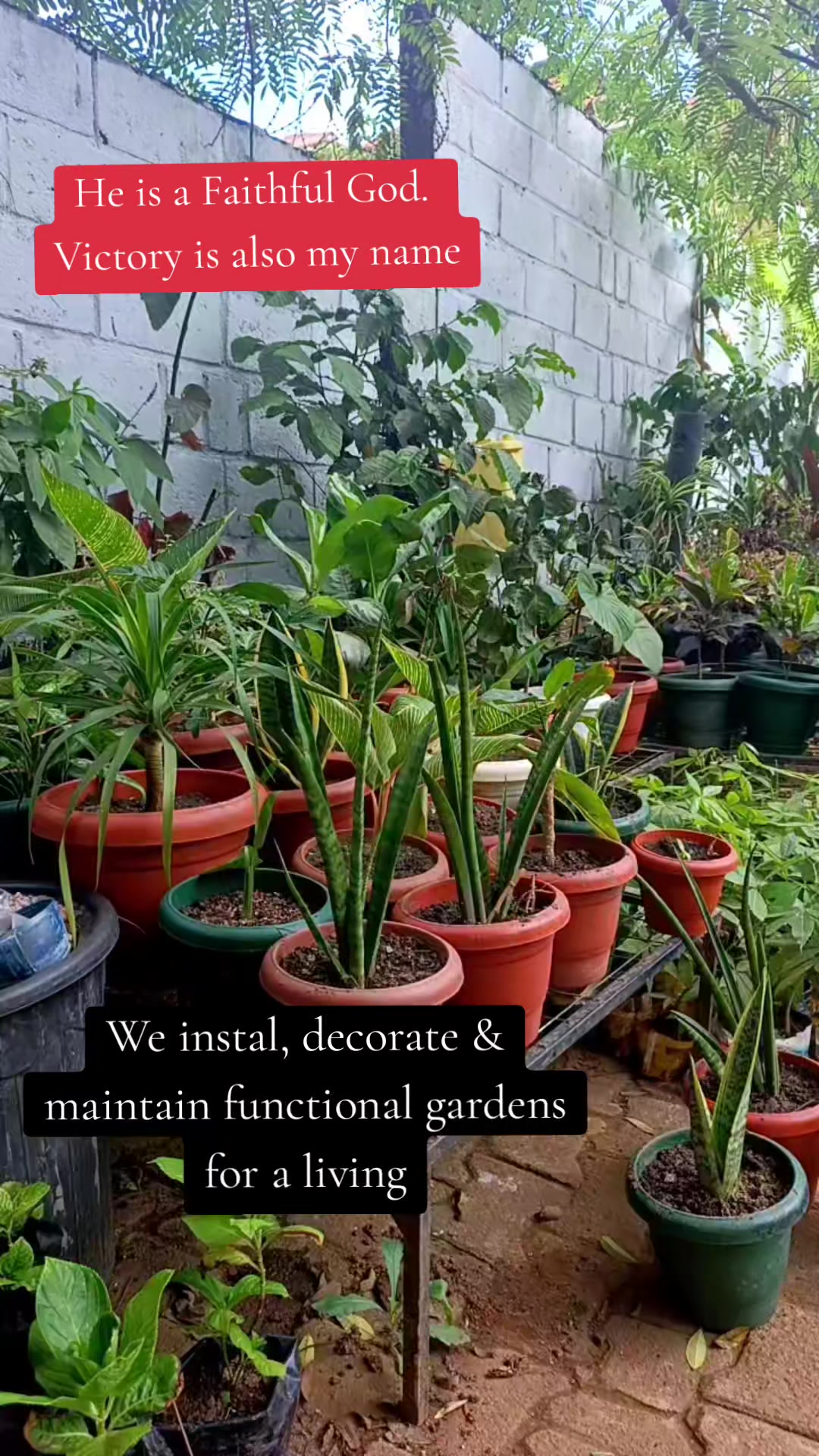 @Plants&PlantersbyChefJ (AJE)