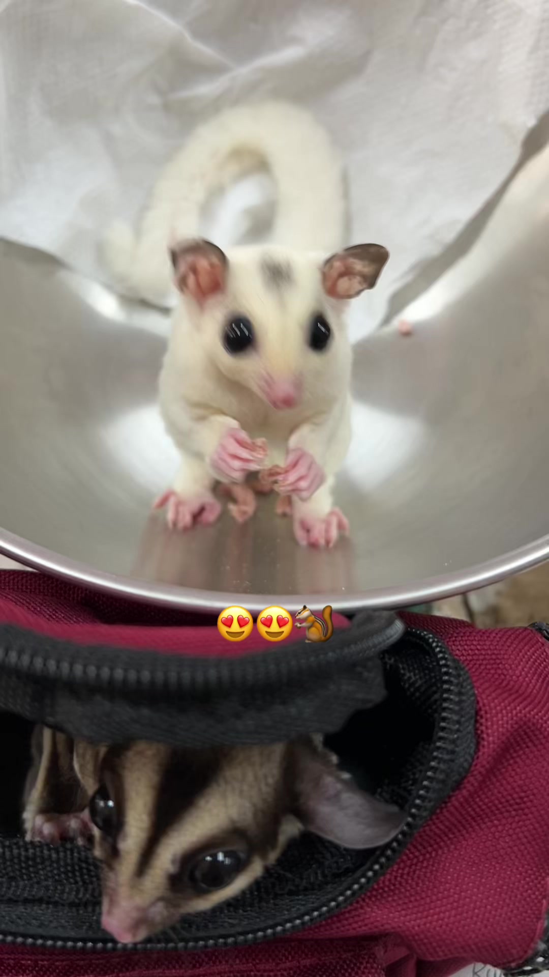@jesugarglider.id1