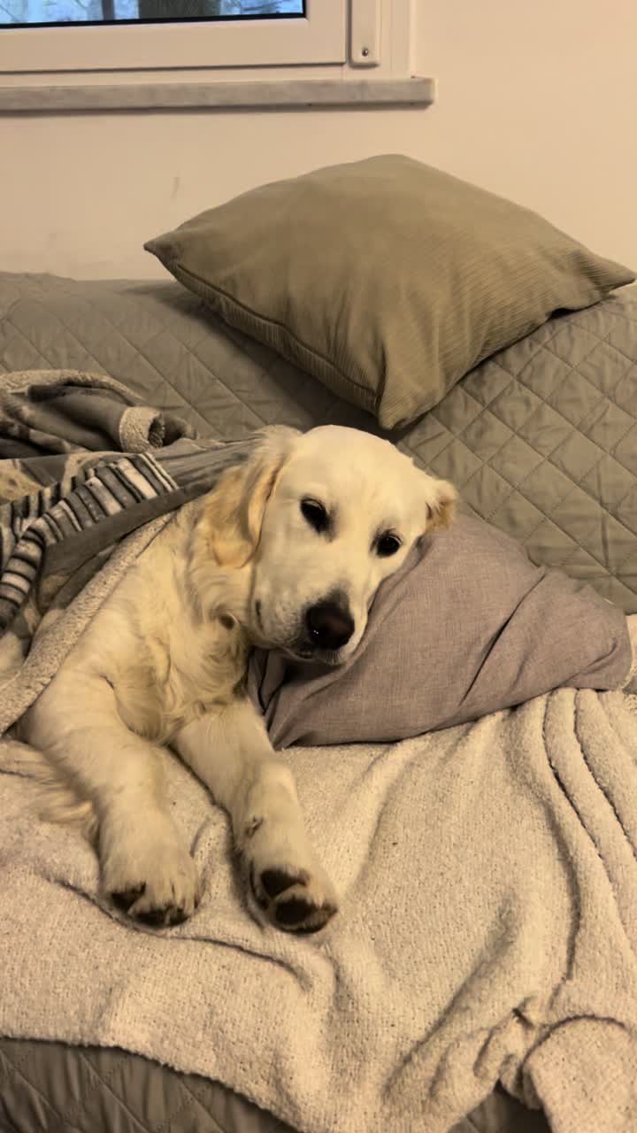 @Golden_OLIVIA.Retriver