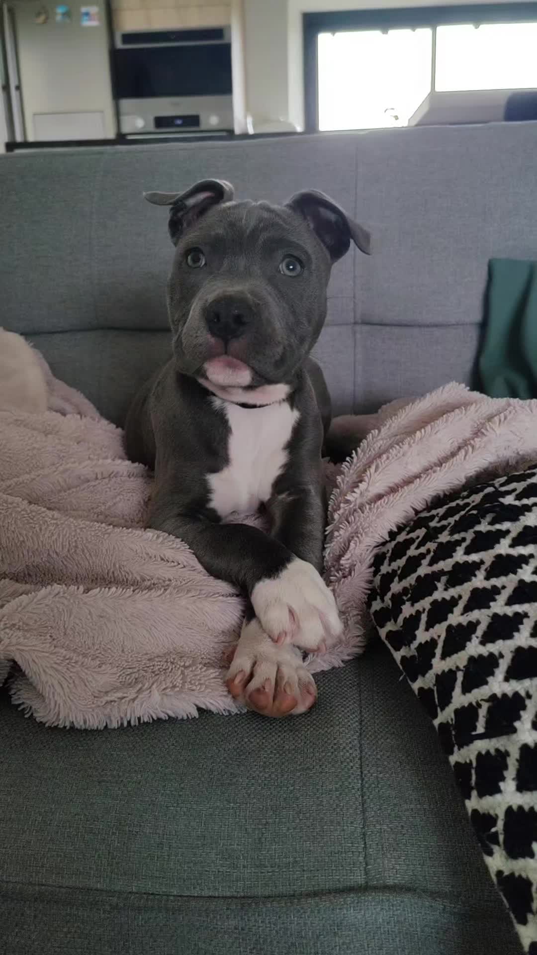 @Asko amstaff