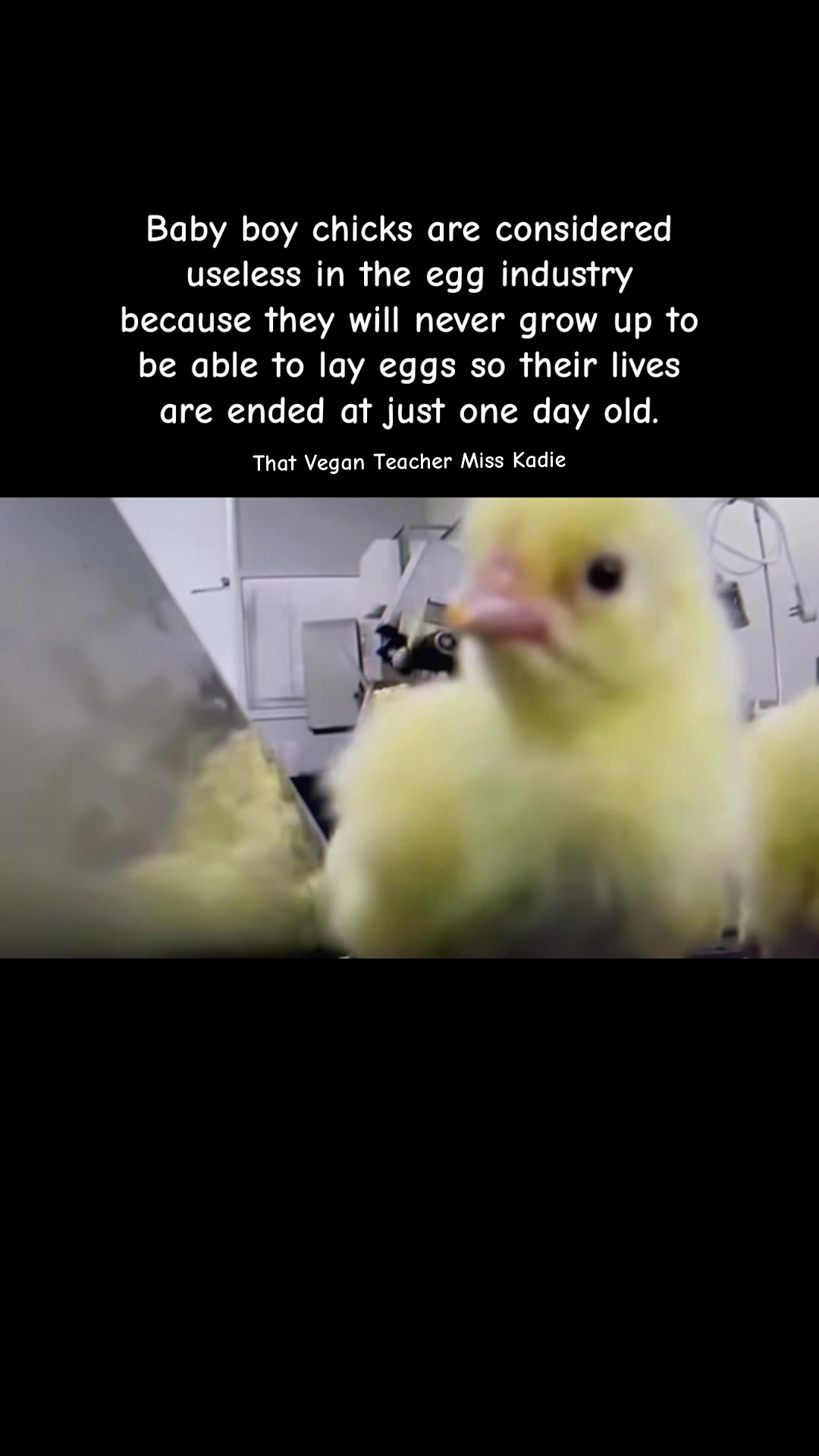 @That Vegan Teacher Miss Kadie