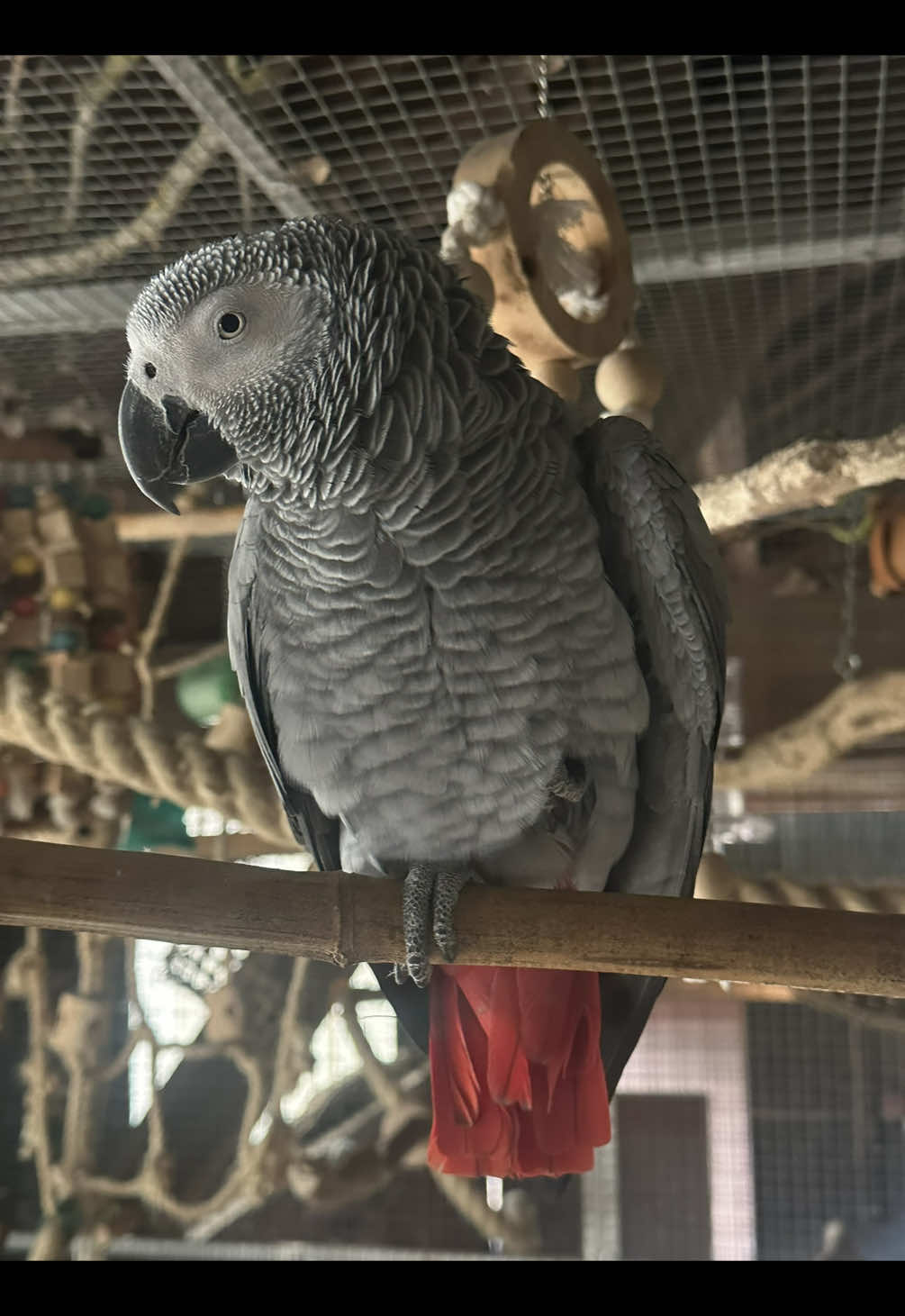 @(C&eacute;lia)BeHappyWithParrots🦜