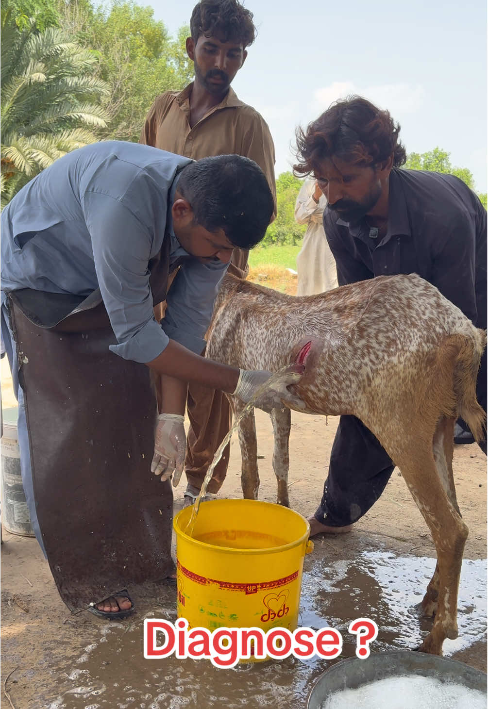 @vet.dr.mohsin4800