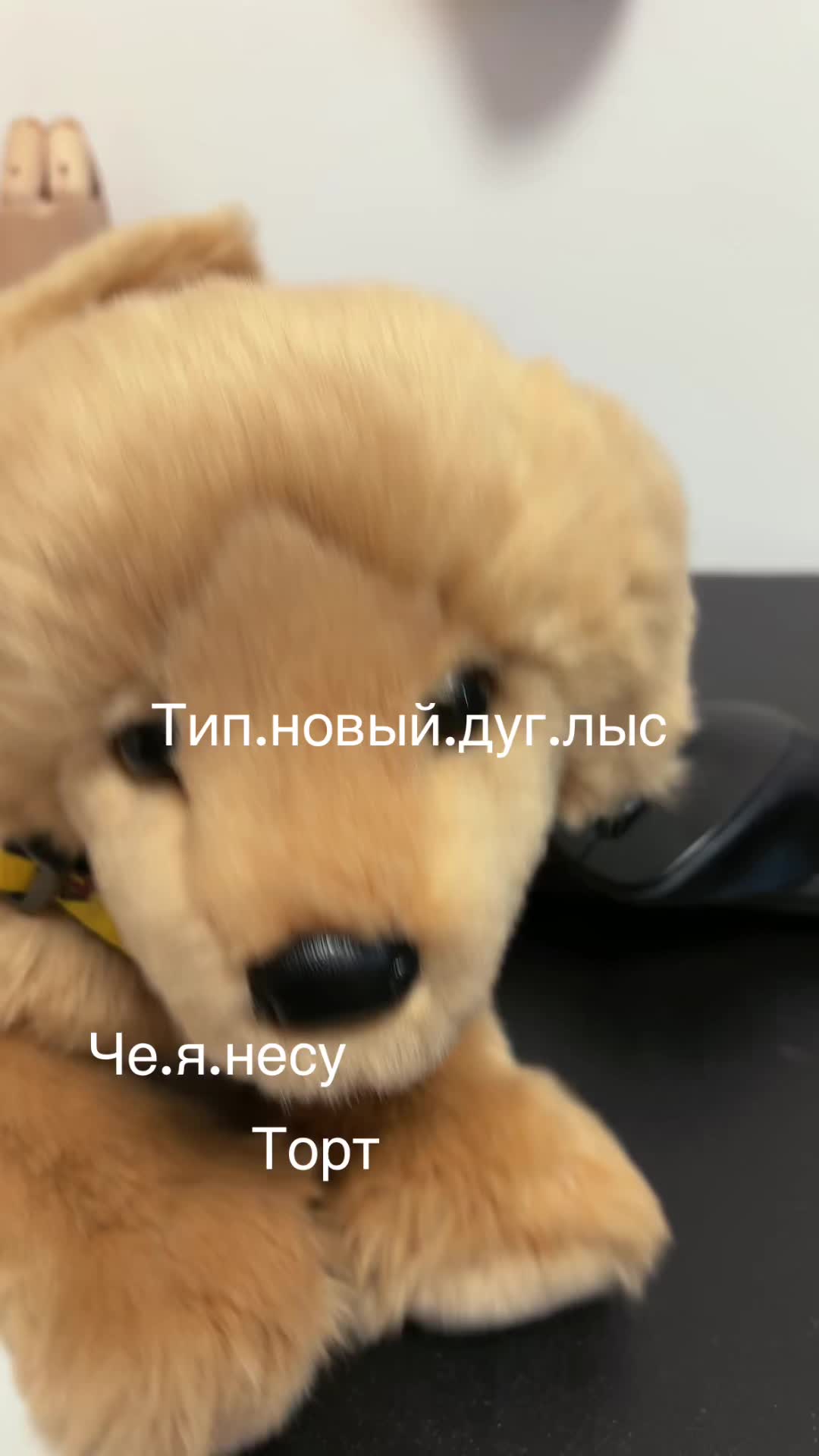 @𝑹𝒆𝒏𝒛𝒖!PDB⋆🪻🌑