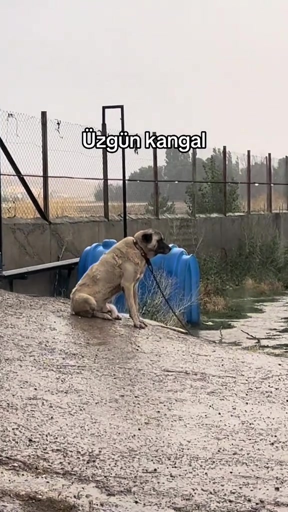 @Perdenin Ardındakiler