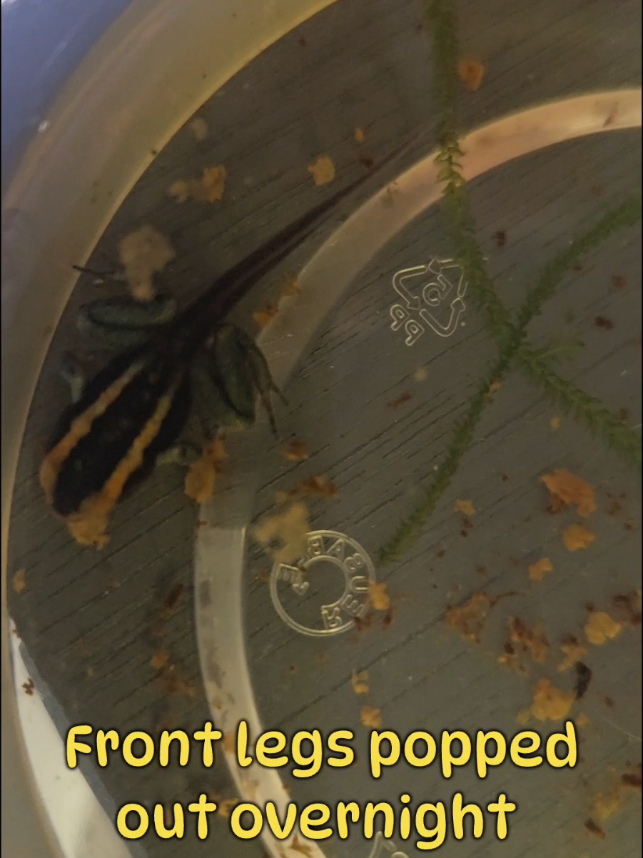 @GBee Shrimp & Aquatics