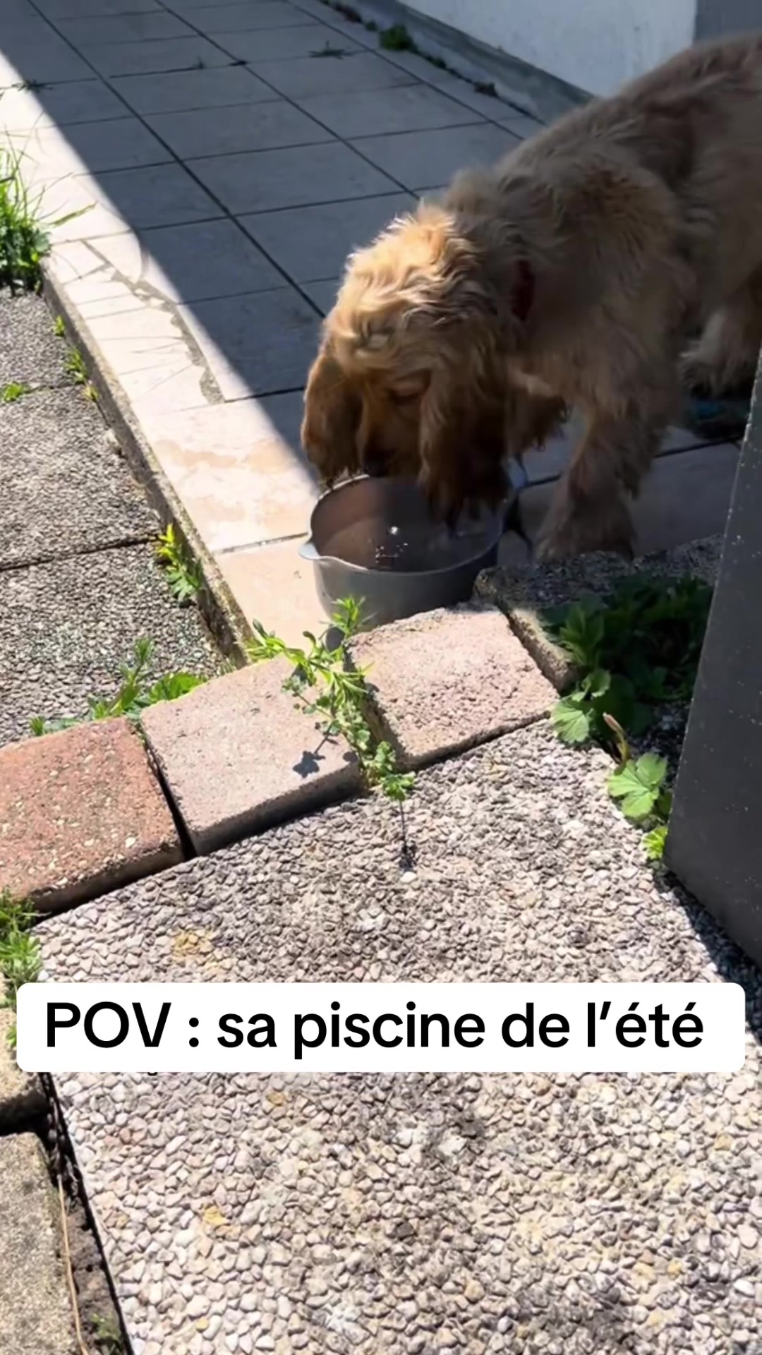 @coeur.de.cocker