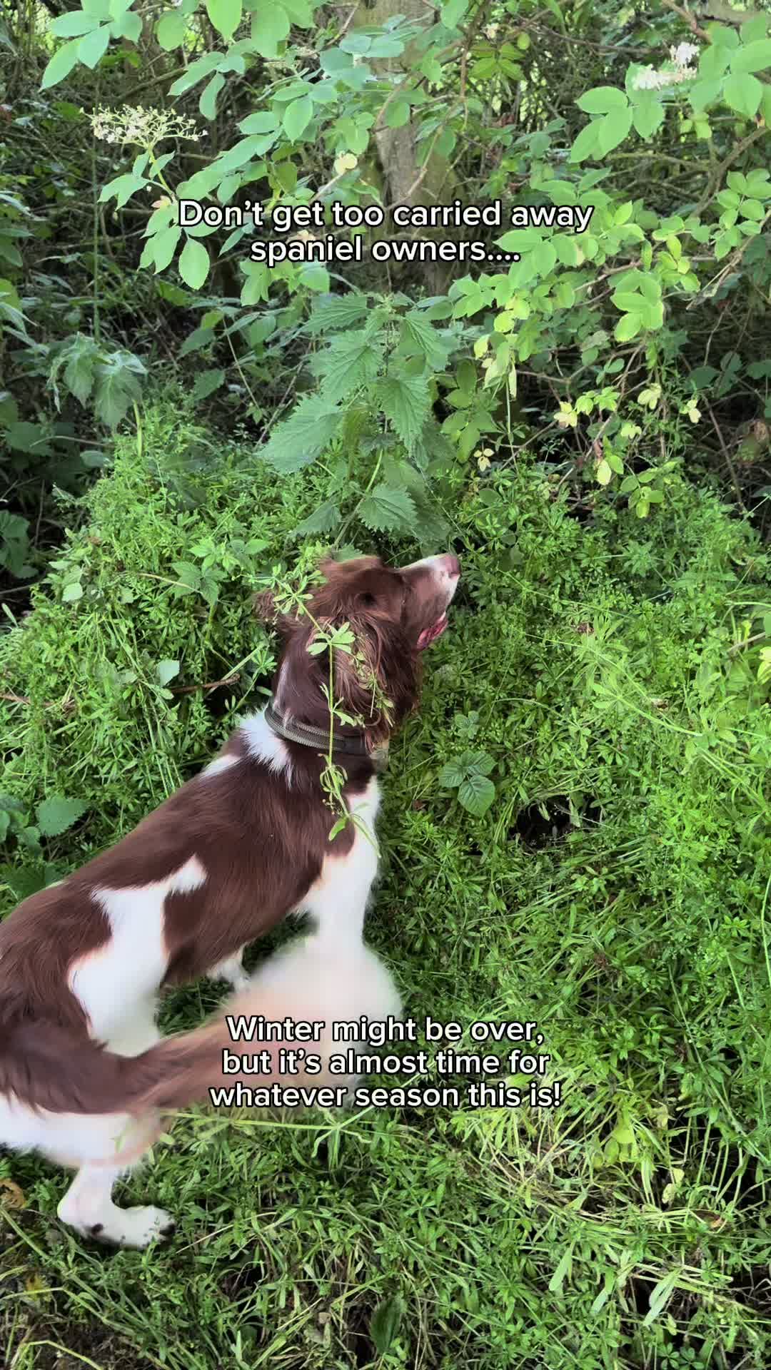 @Jinky Springer Spaniel 🐾 💚