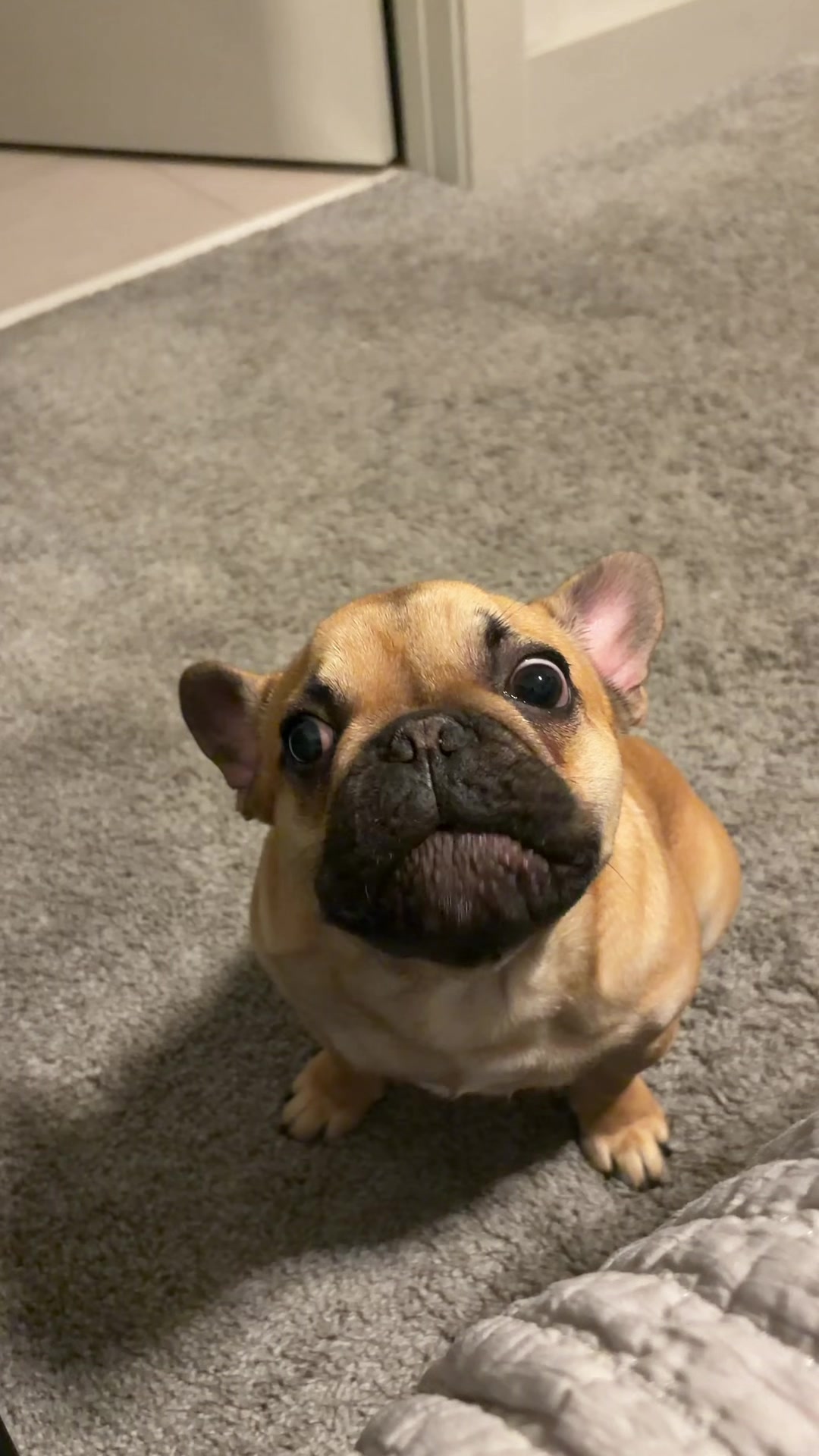 @Archie The Frenchie