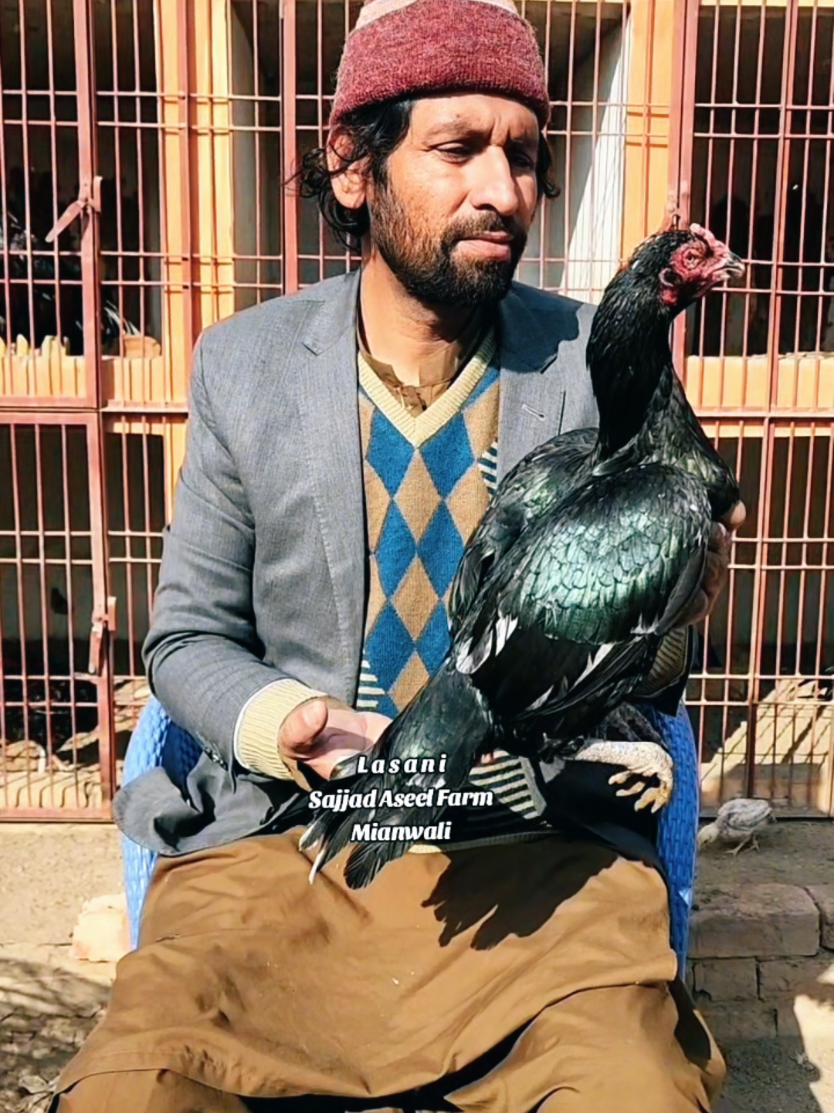 @Sajjad Aseel Farm