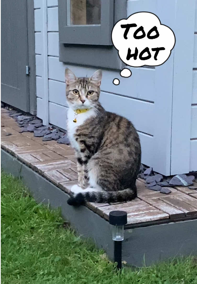 @Chloe Cat