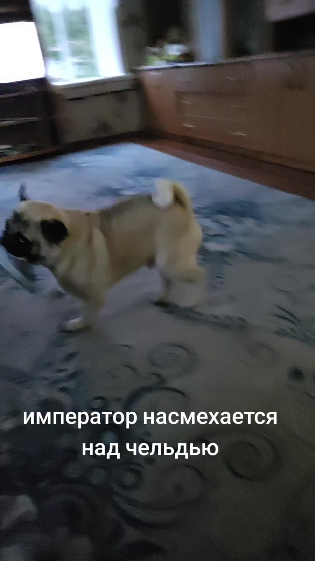@ЧИПУНЕТСКИЙ👑