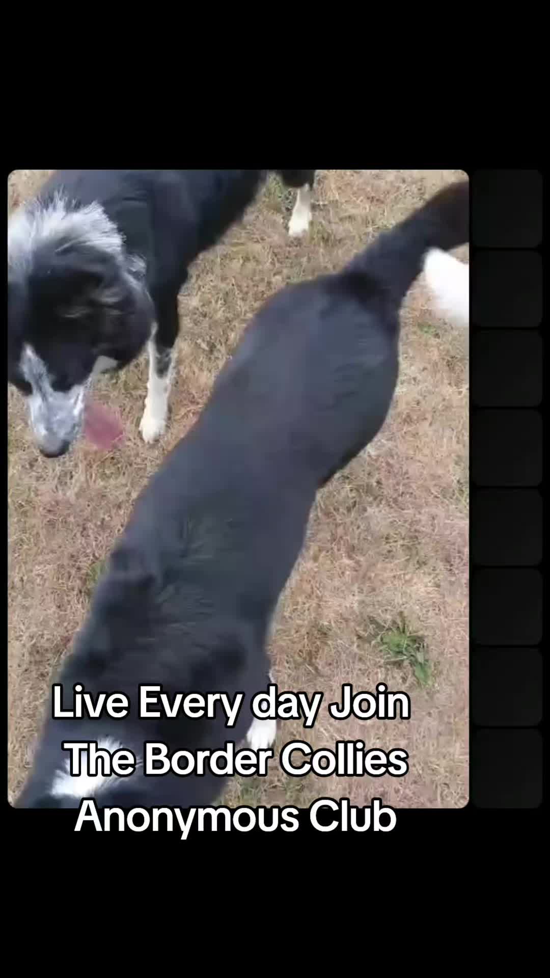 @Bordercollies Anonymous Club