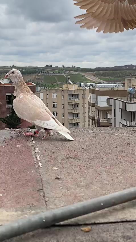 @Ahmet Serhat K&uuml;&ccedil;&uuml;koğlu
