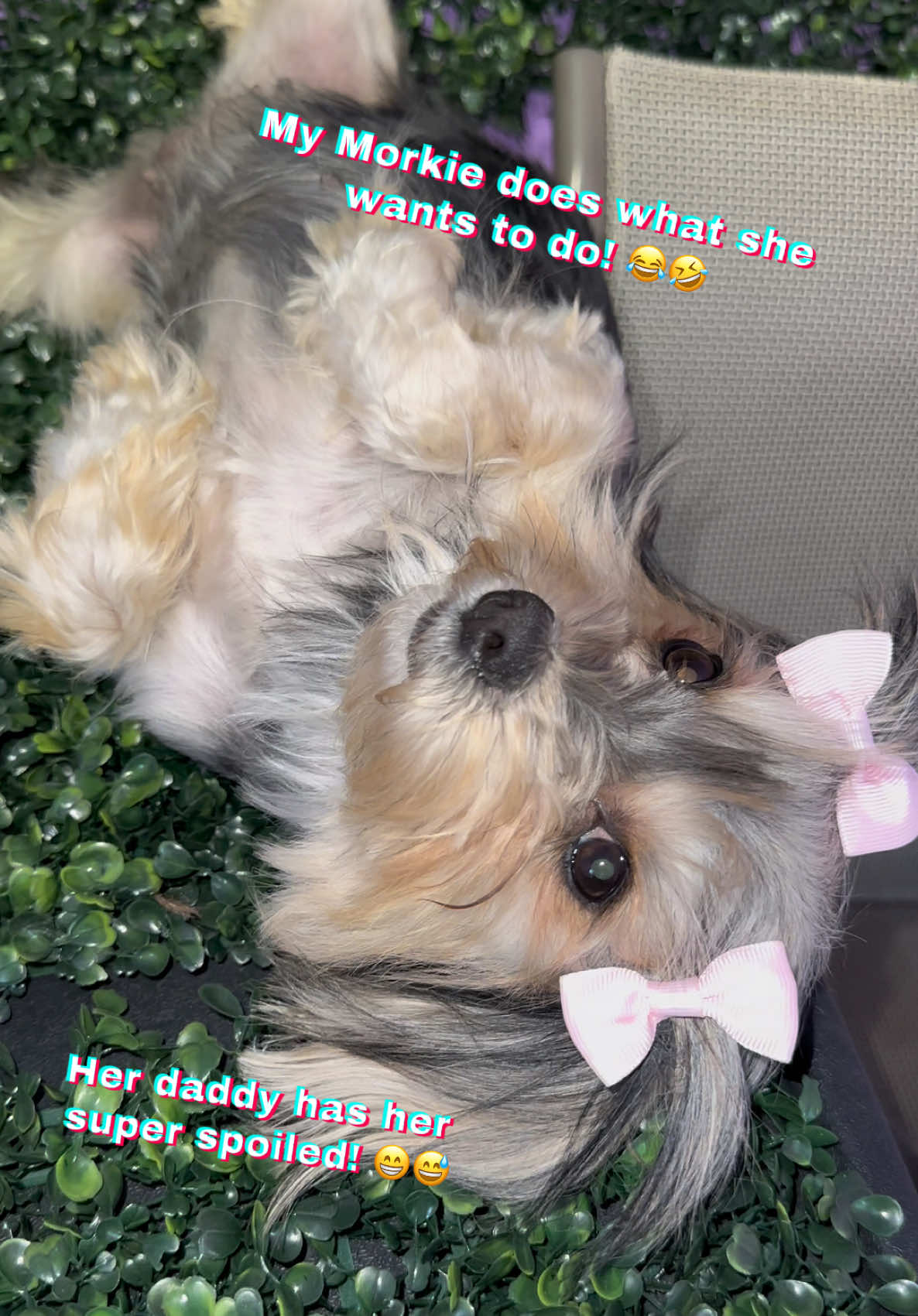 @Dog Lady