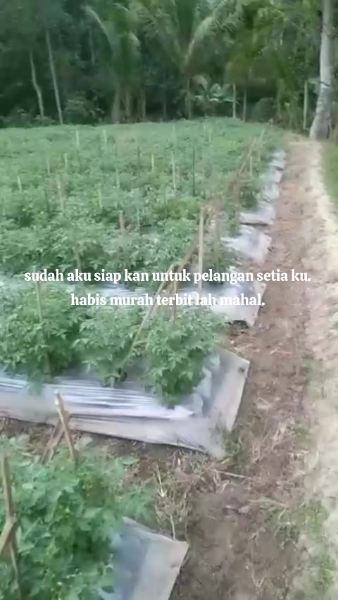 @raja rampai tanggamus