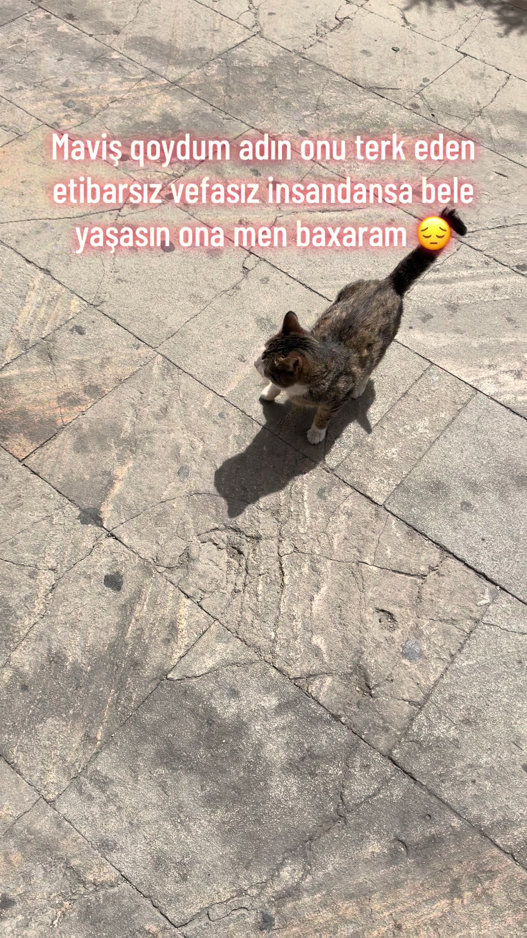 @SAHİBSİZ-HEYVANLARA-DESTEK