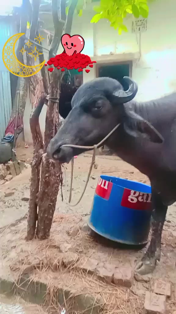 @mahfuz