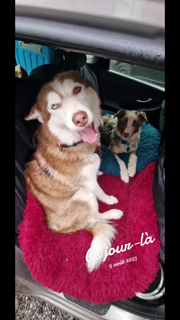 @✨️Naloria🩵Vie de Meute❤️🐾💙