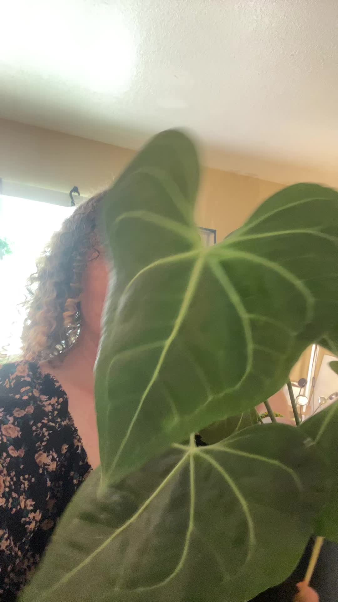 @plantparenthood93🪴🌿