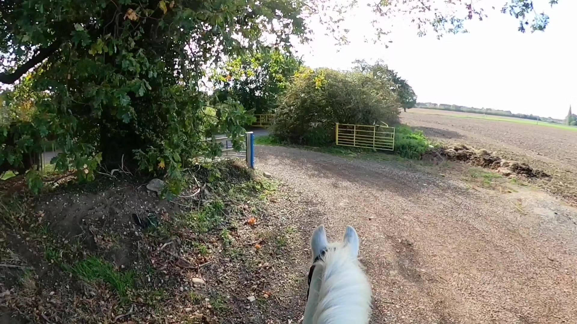 @Chase Gate Equine