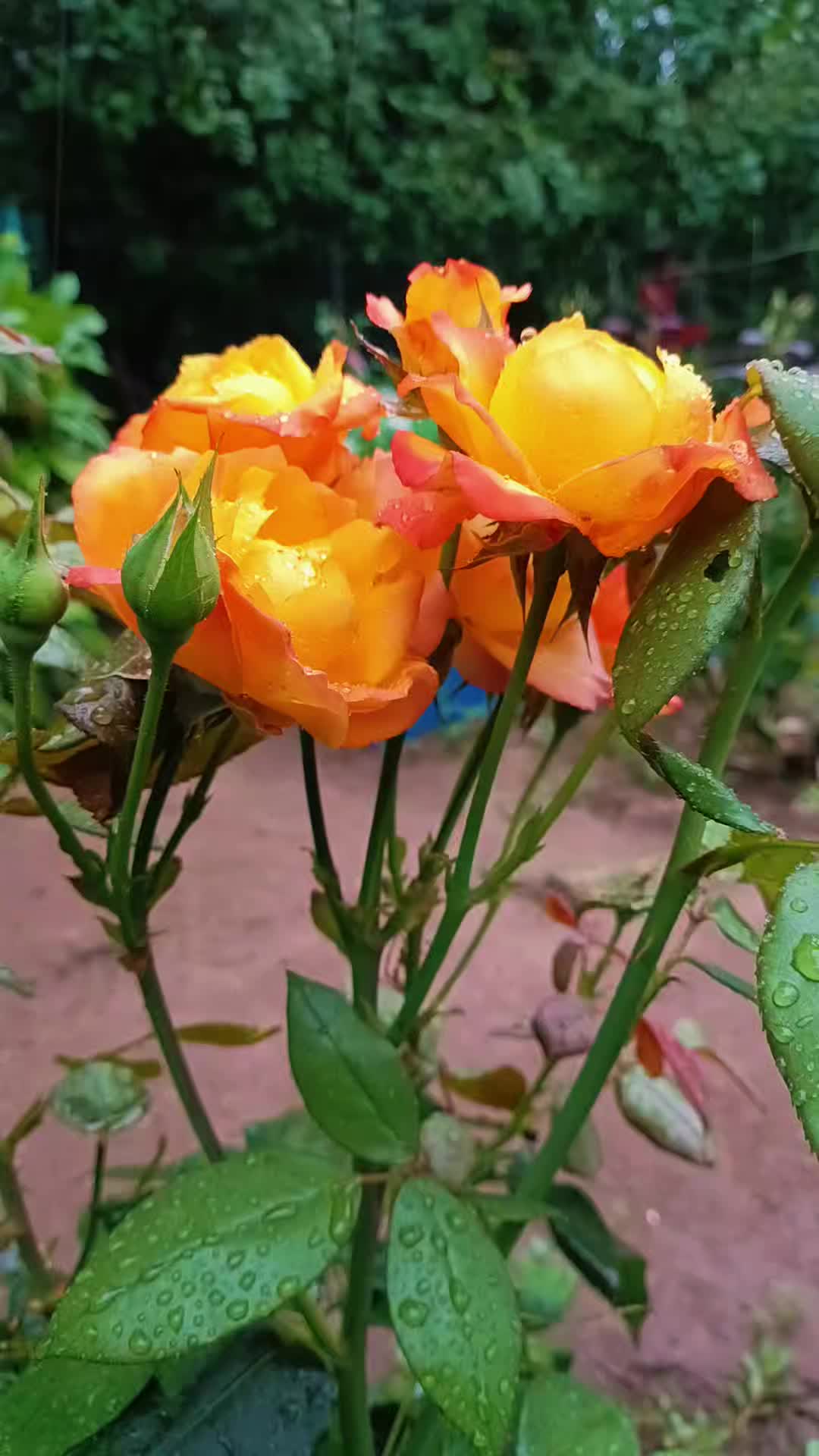 @Olga34
