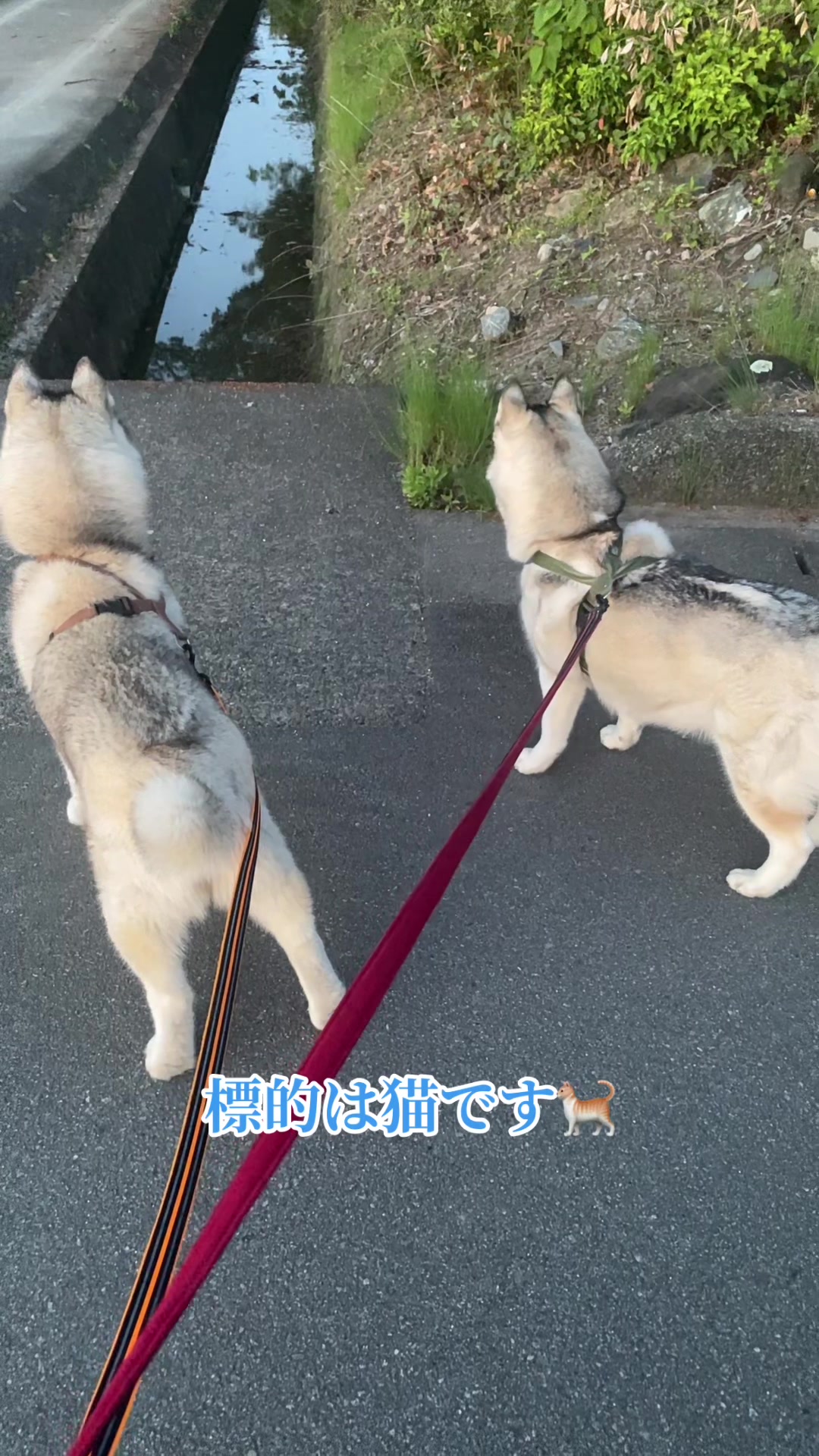 @サン☀️とムーン🌙