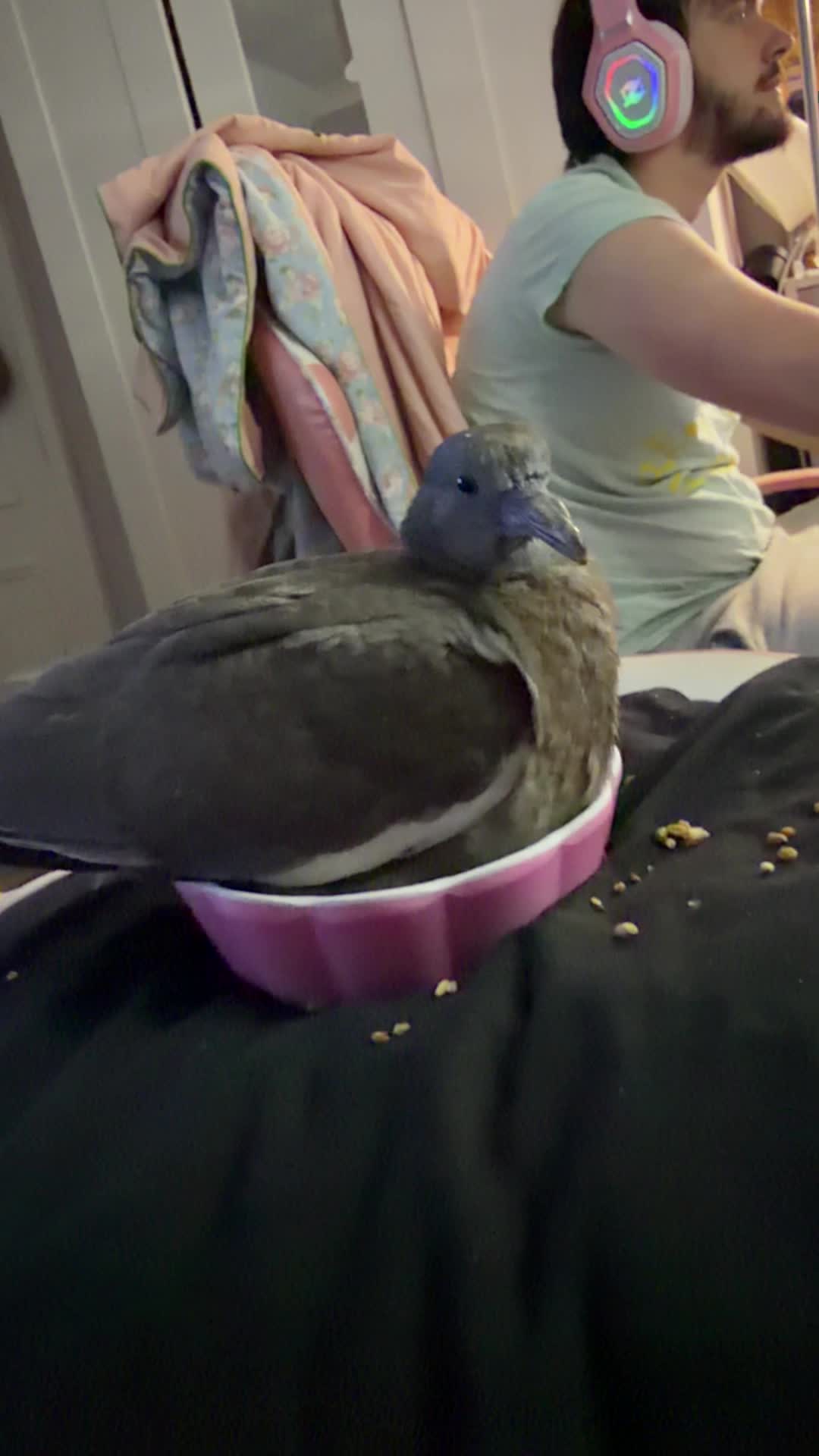 @Nekobutts 🐦