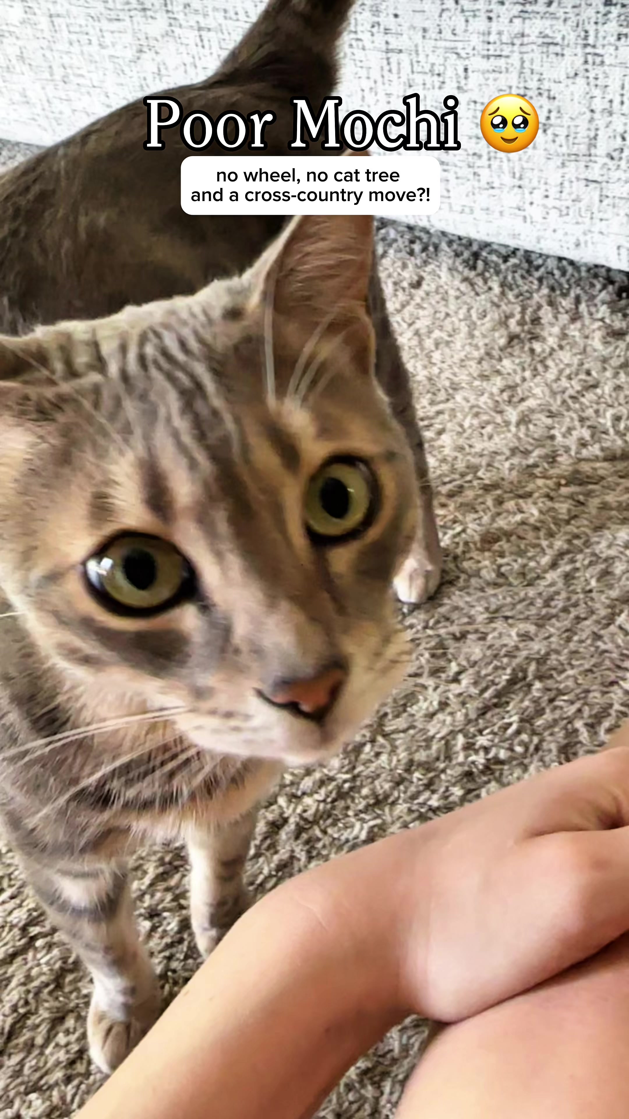 @Mochi the Bengal