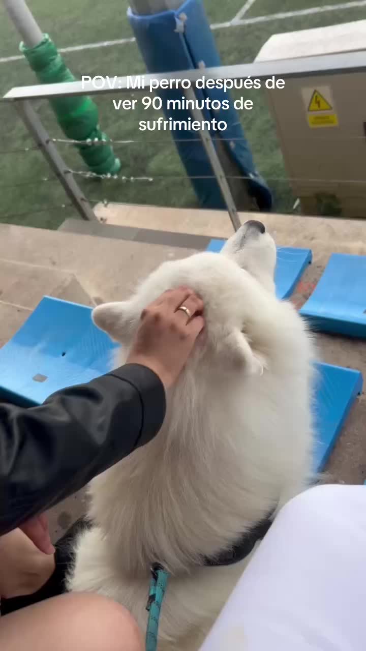 @Milo_theSamoyed