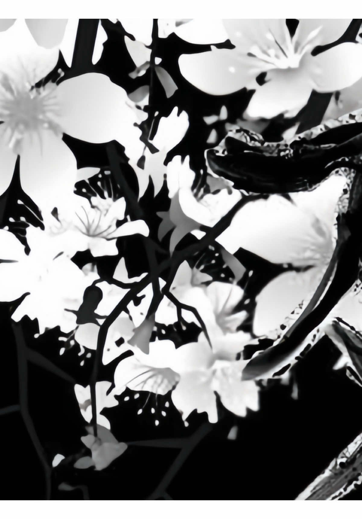 @𝐀 𝐑 𝐅 𝐍