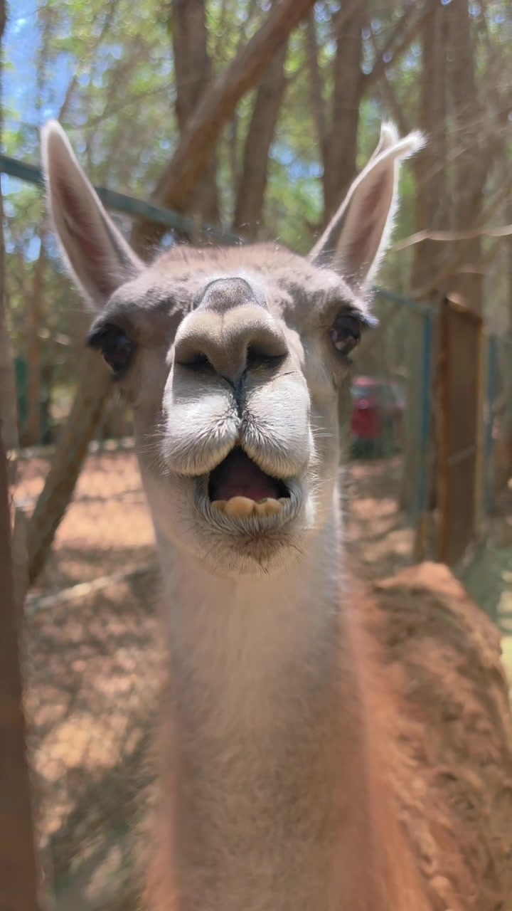 @funny:)animalsbytwins