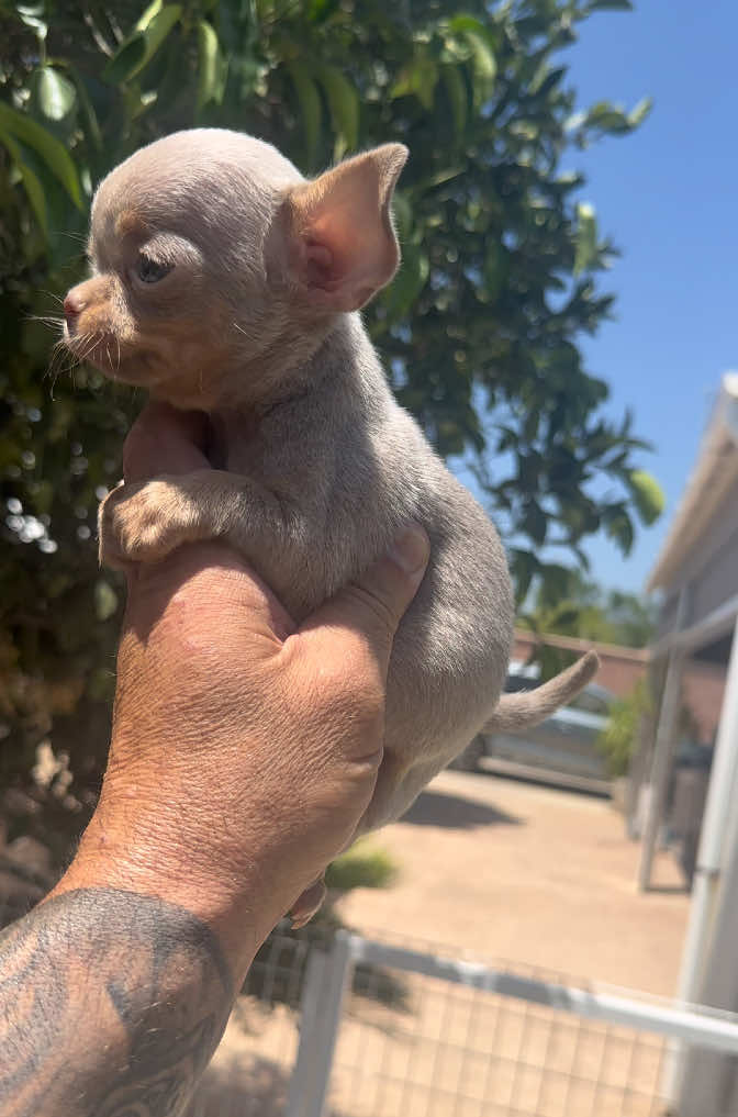 @Mascotas ,cachorritos bonitos