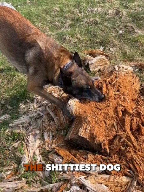 @PawblemsDaily