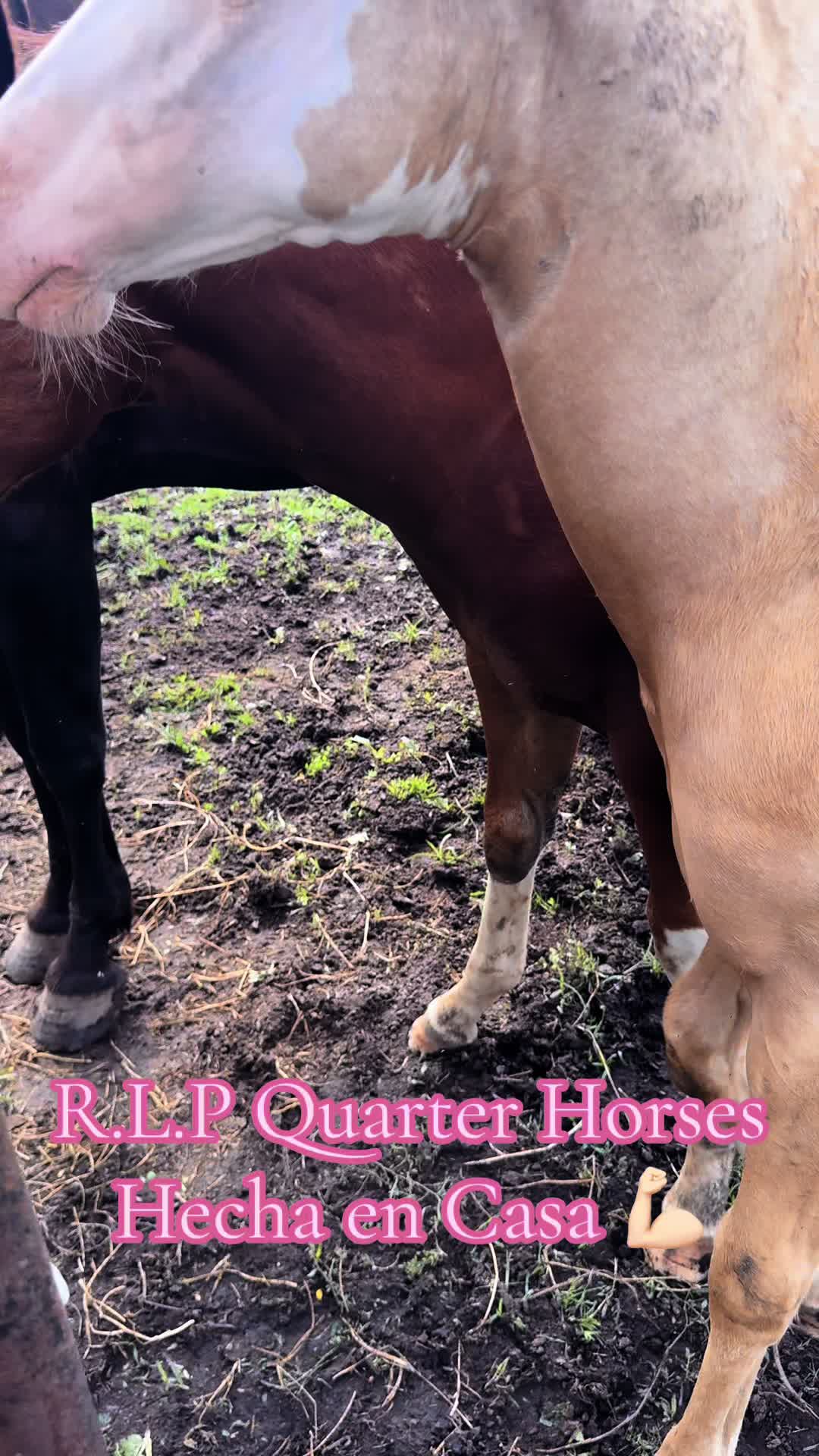 @R.L.P Quarter Horses