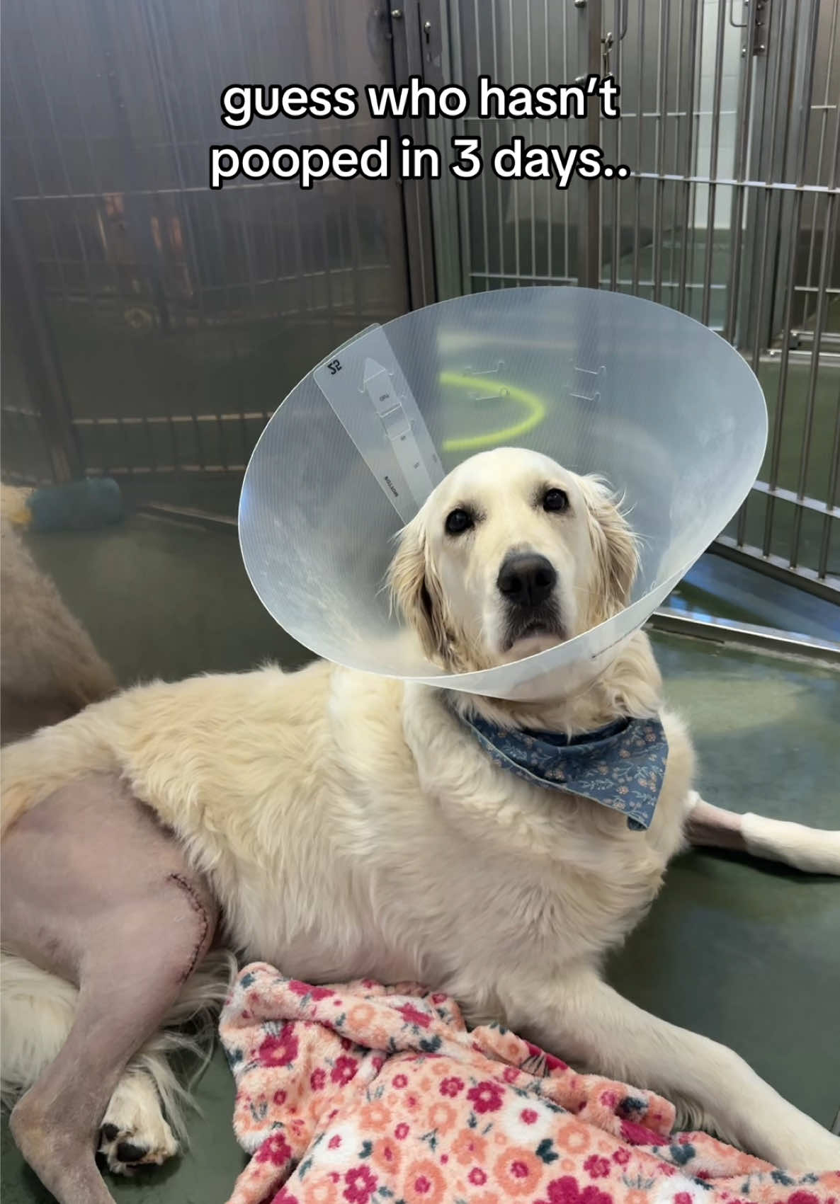 @Dreaming Summit Animal Hosp