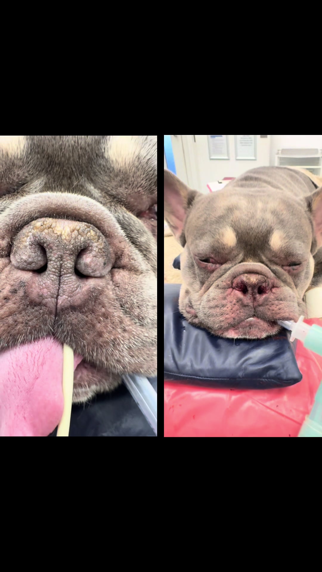 @Tomasthevet