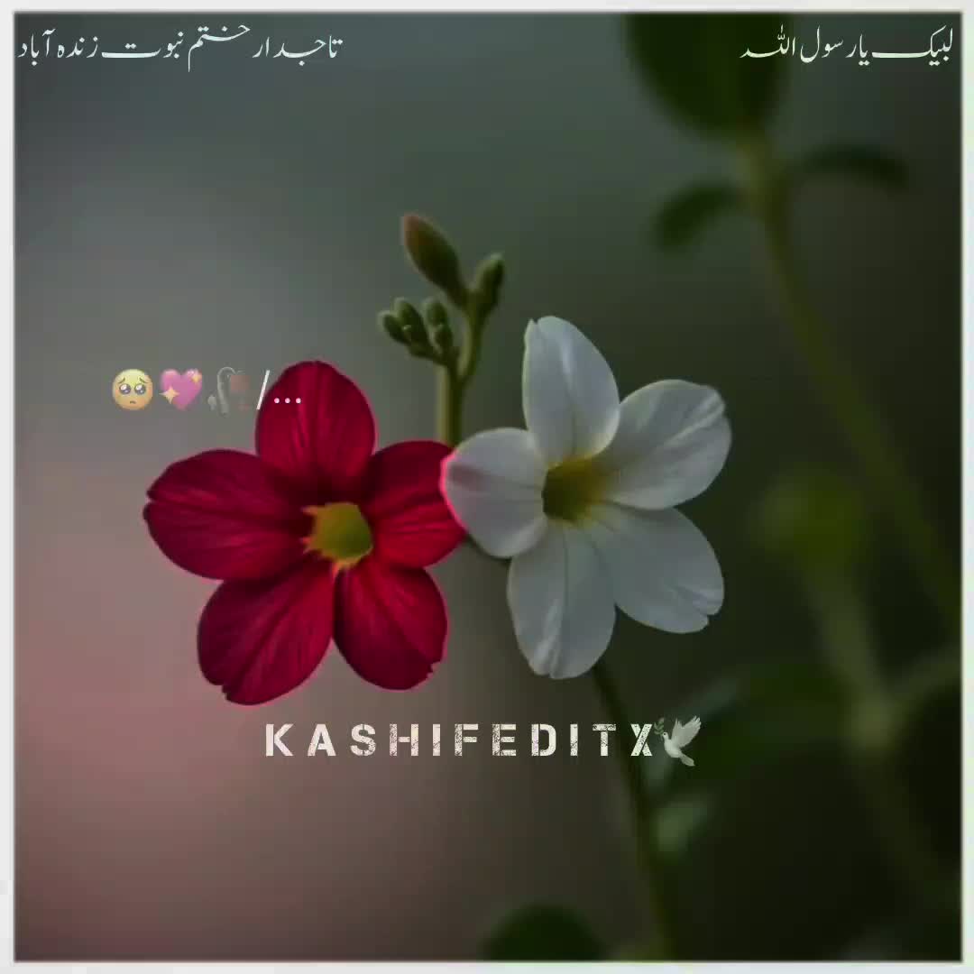 @Kashif Editx