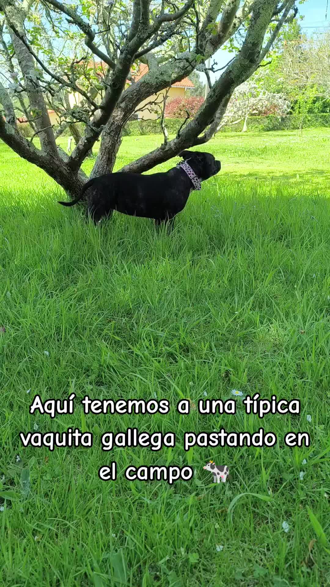 @Luna