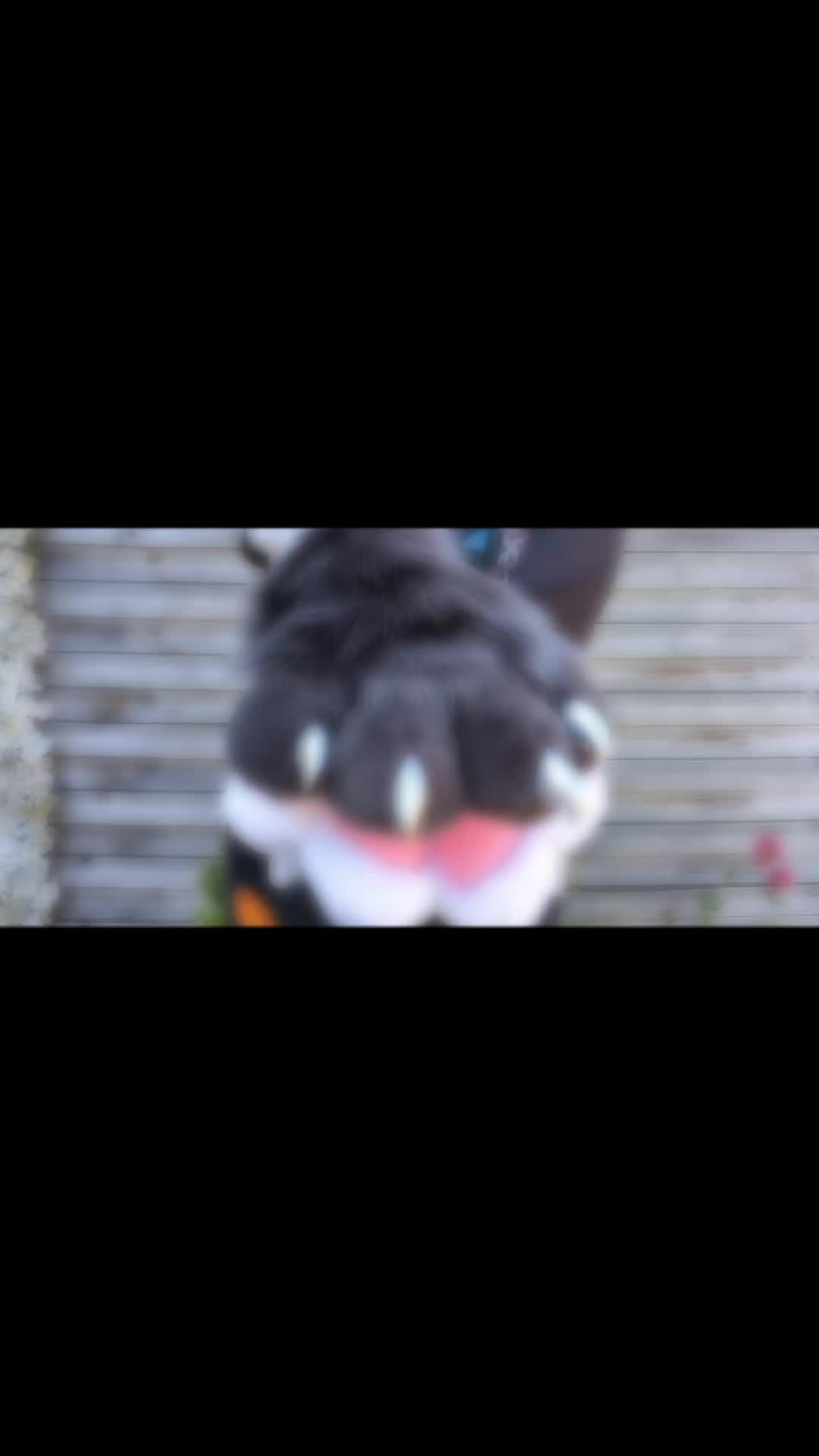 @Nem 🏴󠁧󠁢󠁷󠁬󠁳󠁿 🔜 Pawsome