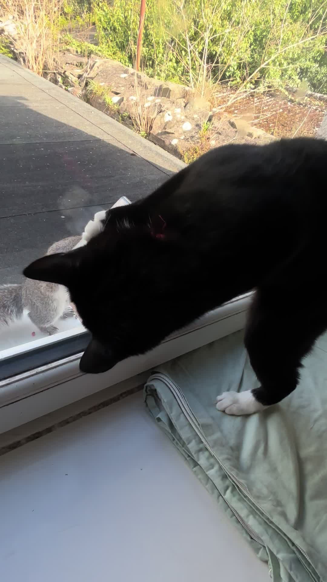 @frankiethetuxedocat_