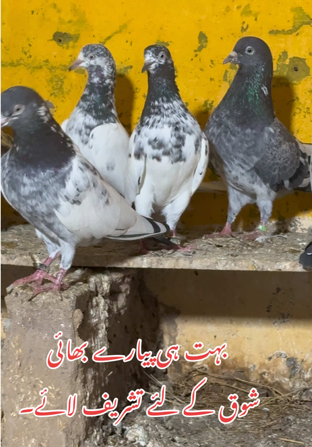 @Aero Pigeons Club