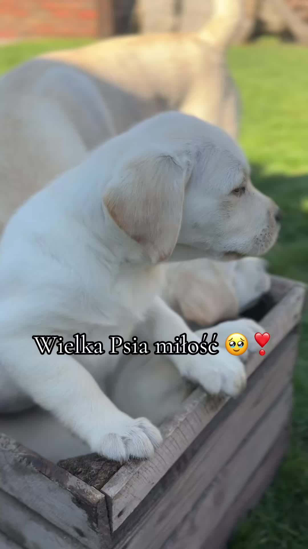 @Moonlife -Labrador Retriever