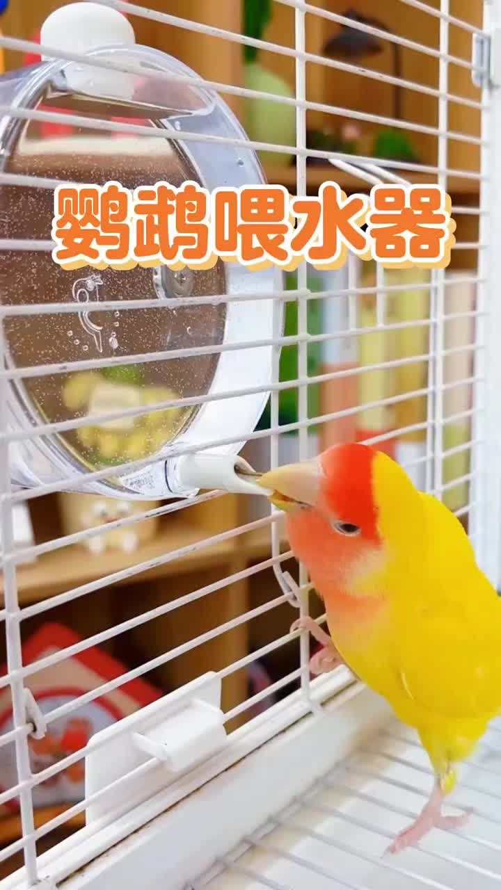 @chinabirds47