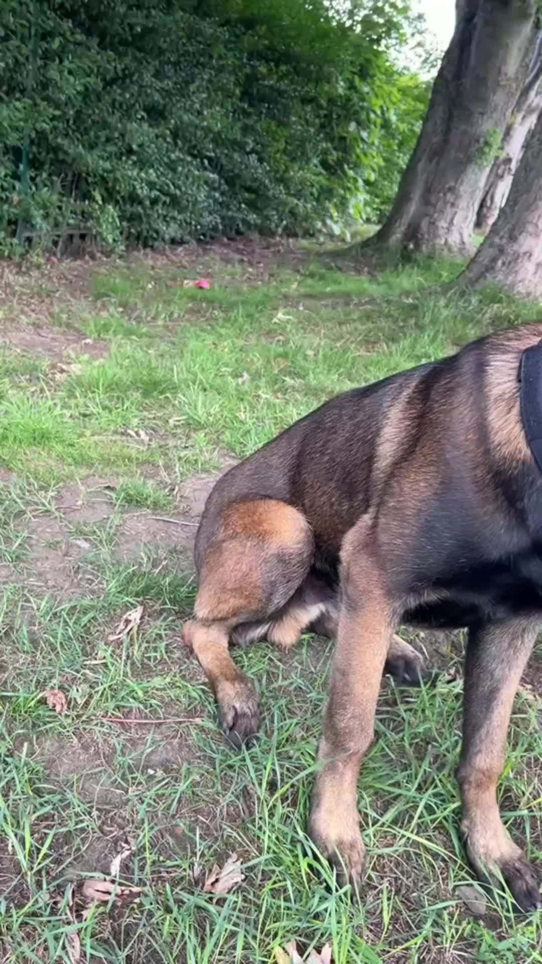 @K9Malinois