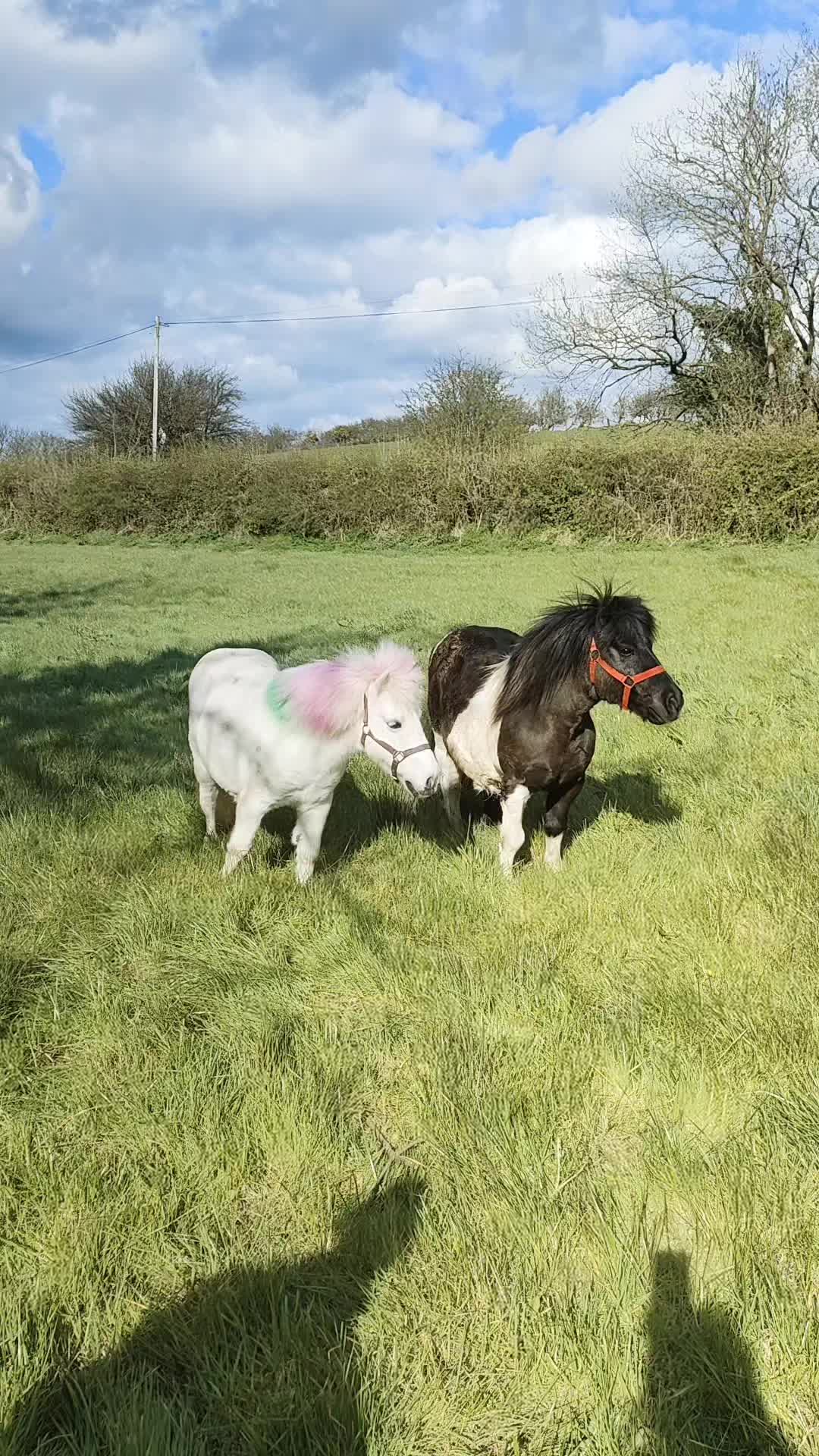 @Miss Poppy and friends 🦄💖