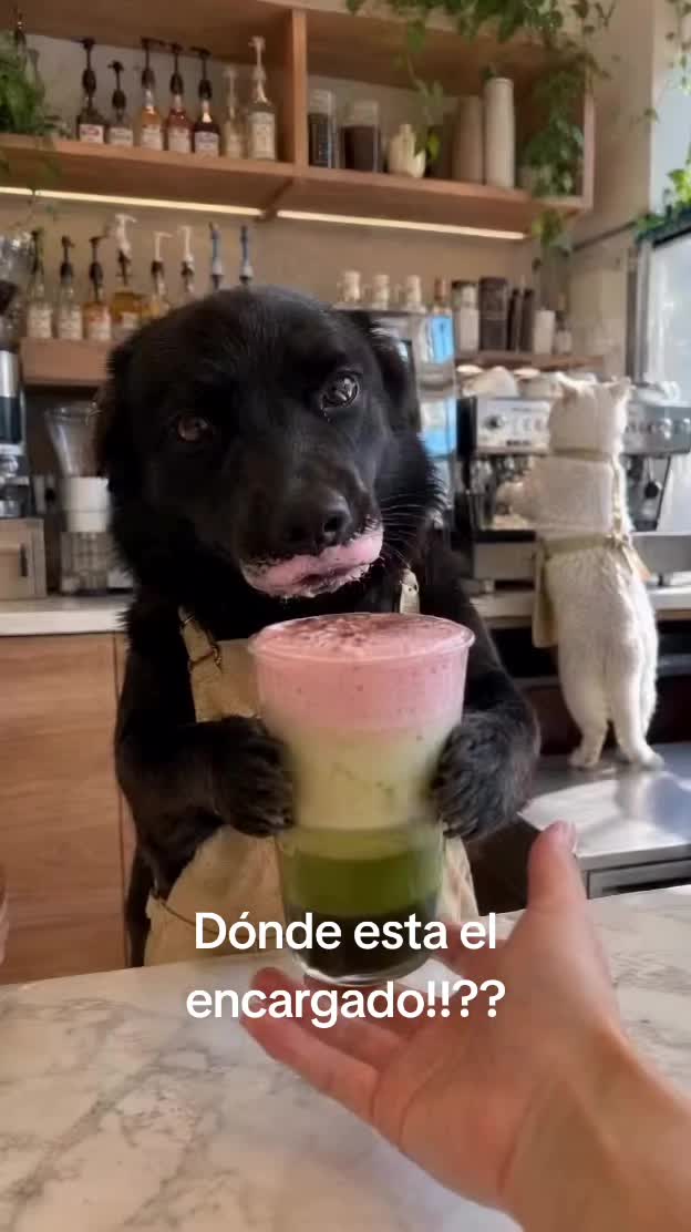 @elgatok