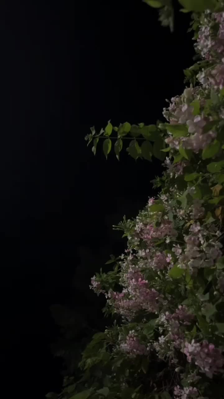 @𝐒𝐔𝐌𝐌𝐈🌷