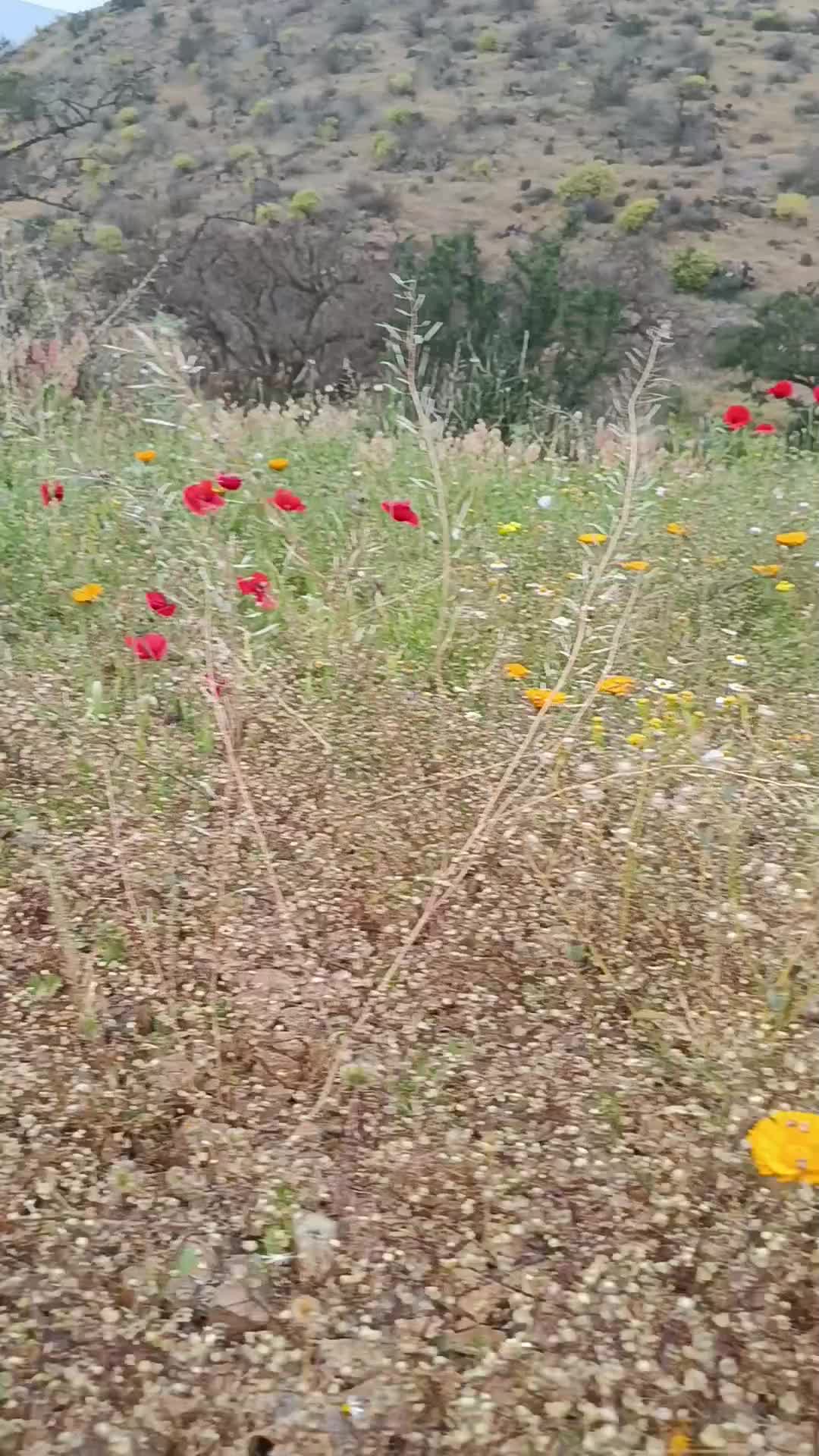 @Bouba🇲🇦مغربي